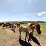 Horses
