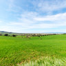 Panorama - Azienda Falconi -