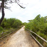 Roccamare-pineta-