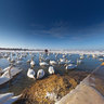 Swans at waterfront in Tallinn