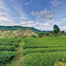 Doi Mae salong - Green Tea Farm