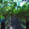Mangrove forest - Chonburi, Thailand