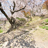 鳥取城跡・久松公園の桜
