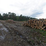 Place of logging in Otwock forest